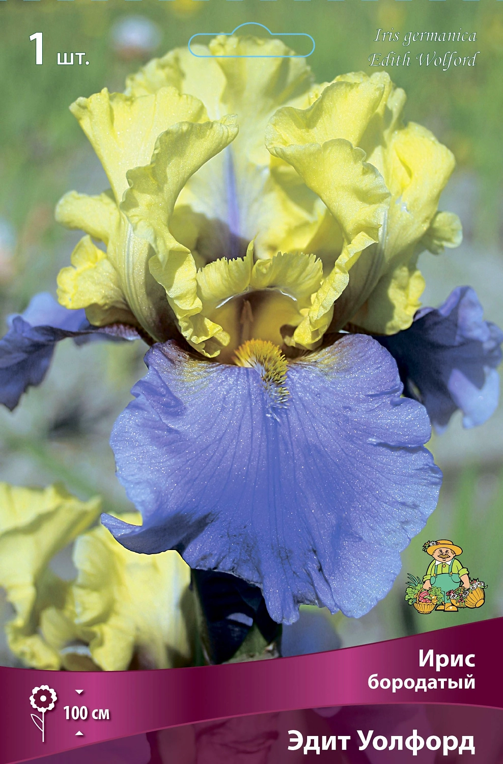 Ирис БОРОДАТЫЙ ЭДИТ УОЛФОРД 1 шт