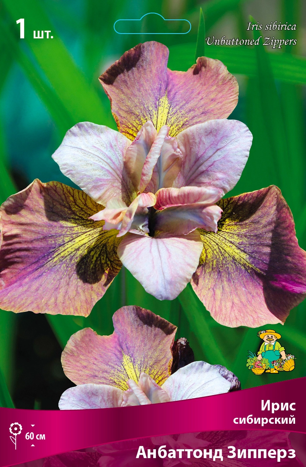Ирис СИБИРСКИЙ АНБАТТОНД ЗИППЕРЗ 1 шт