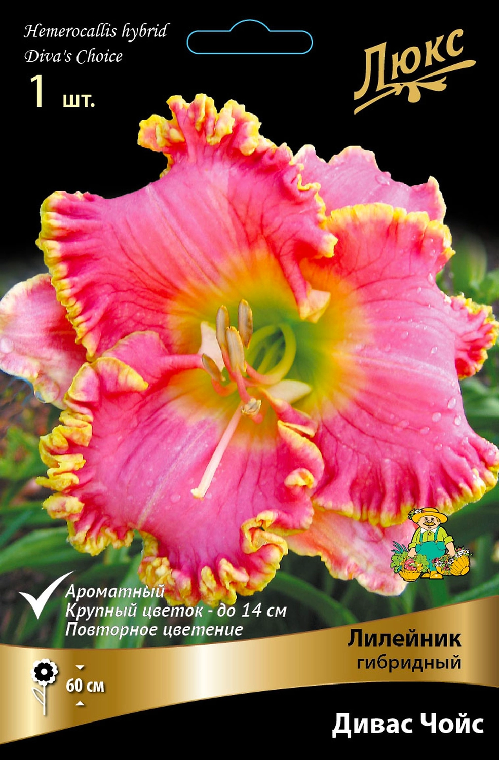 Лилейник ГИБРИДНЫЙ ДИВАС ЧОЙС 1 шт