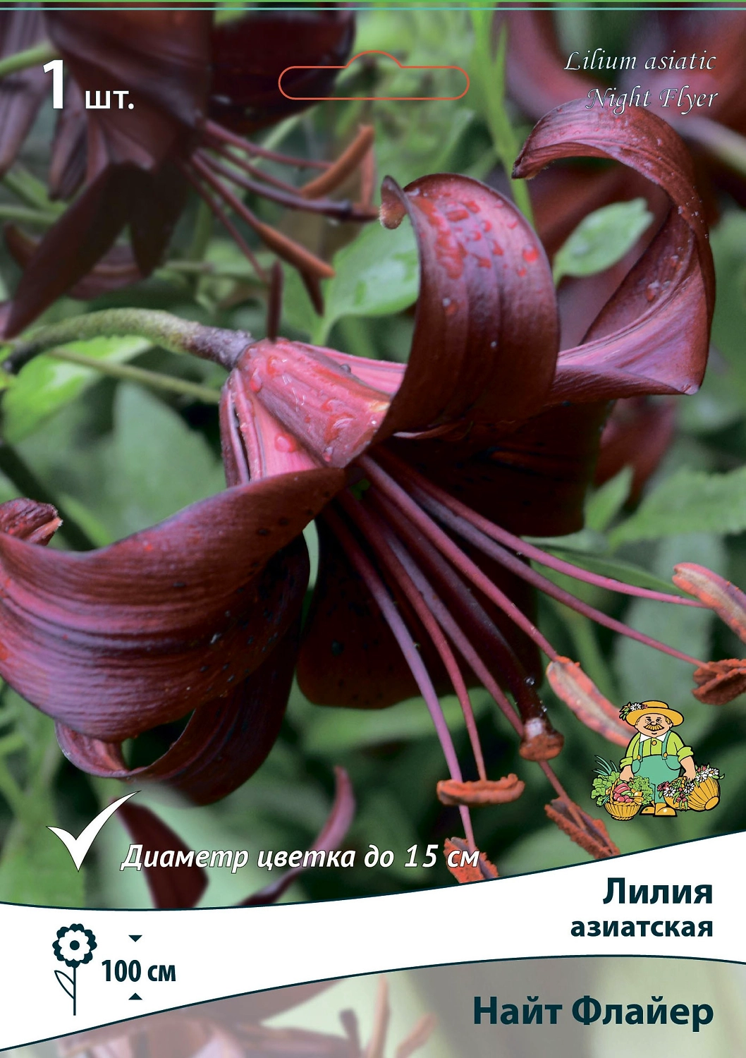 Лилия АЗИАТСКАЯ НАЙТ ФЛАЙЕР 1 шт