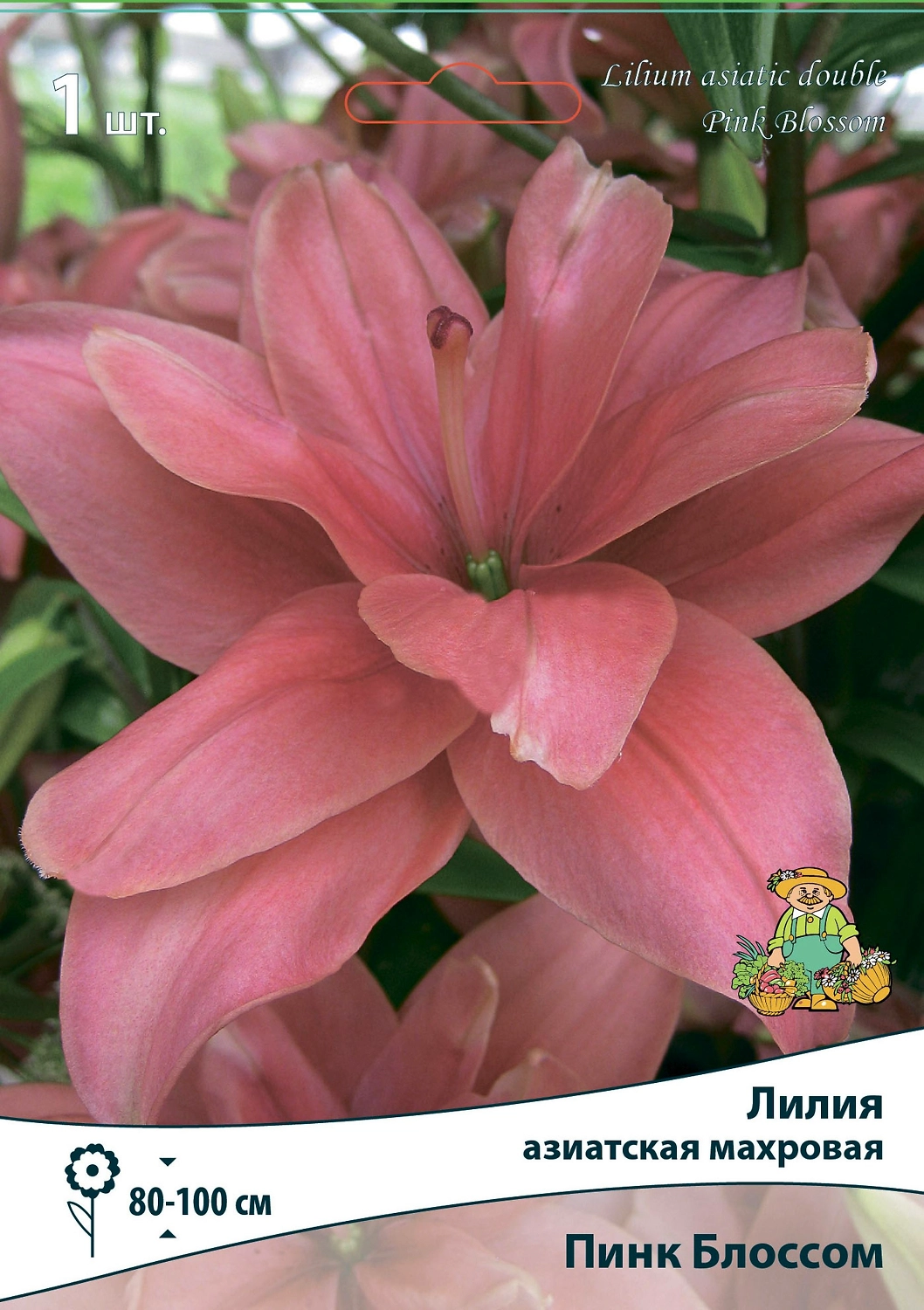 Лилия АЗИАТСКАЯ МАХРОВАЯ ПИНК БЛОССОМ 1 шт