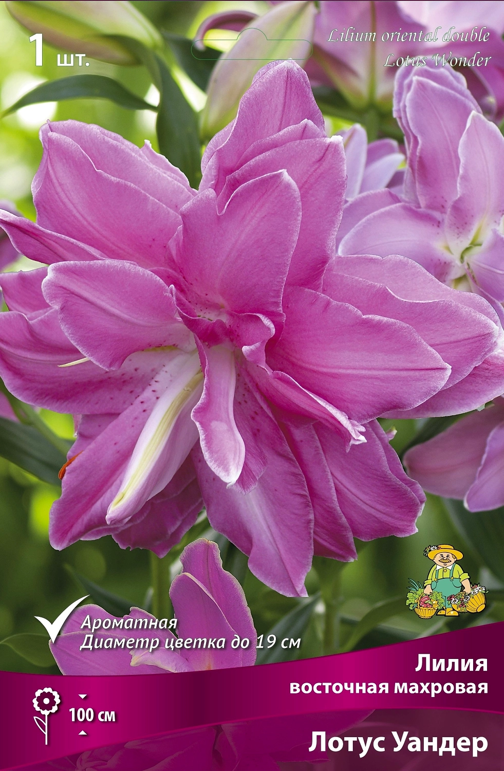 Лилия ВОСТОЧНАЯ МАХРОВАЯ ЛОТУС УАНДЕР 1 шт