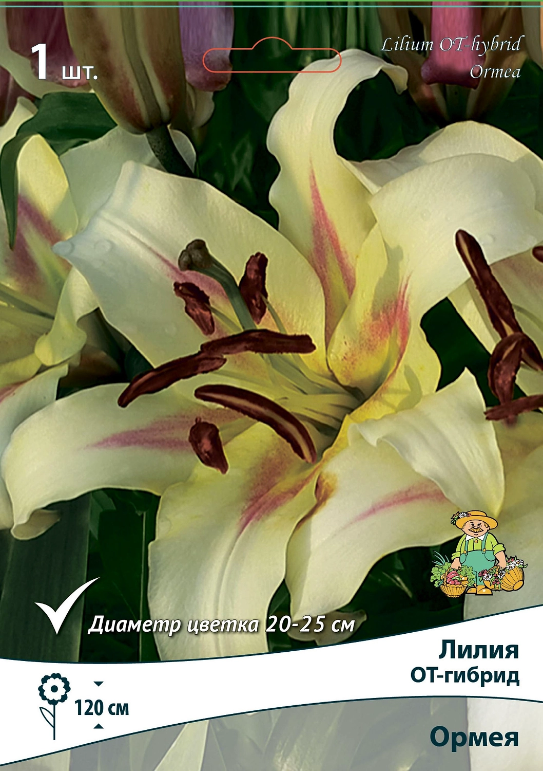 Лилия ОТ-ГИБРИД ОРМЕЯ 1 шт