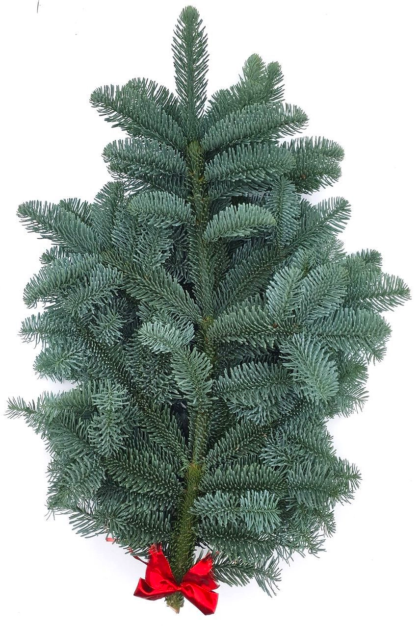 Букет из Пихты Нобилес с красной лентой 60-80 см