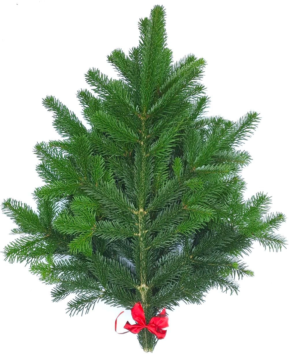 Букет из Пихты Нордмана c красной лентой 60-80 см