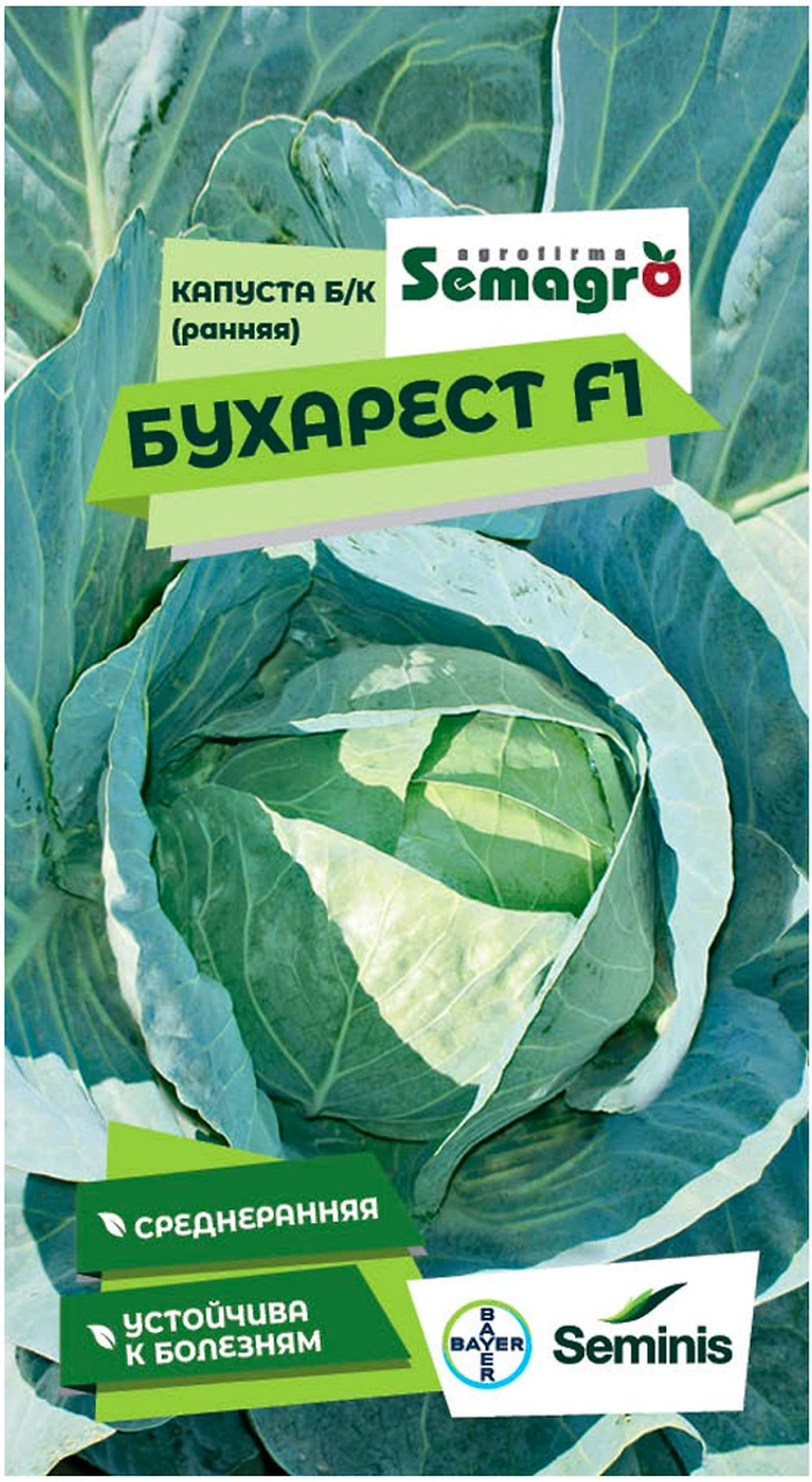 Семена капусты белокочанной SEMINIS БУХАРЕСТ F1