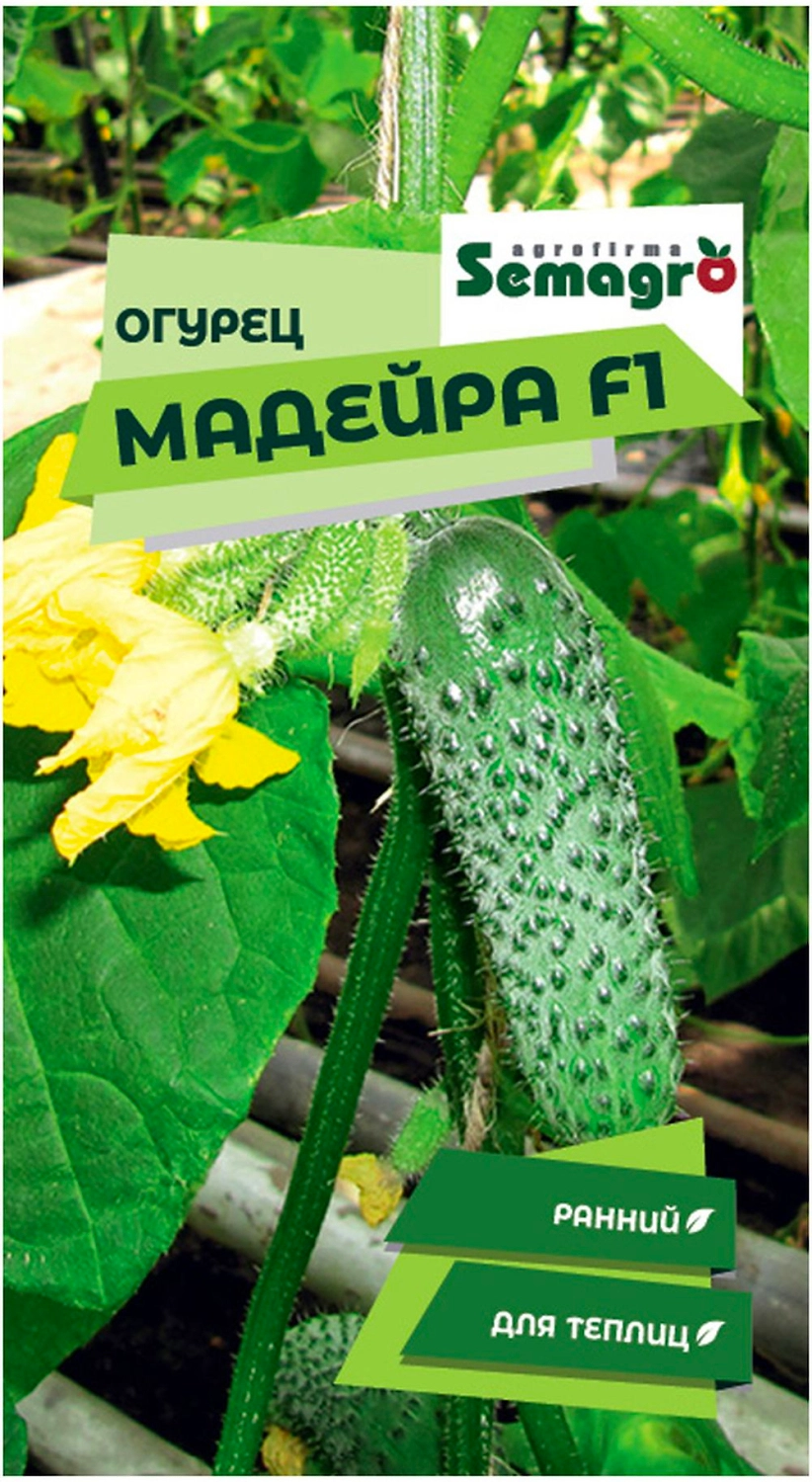 Семена огурца SEMINIS МАДЕЙРА F1