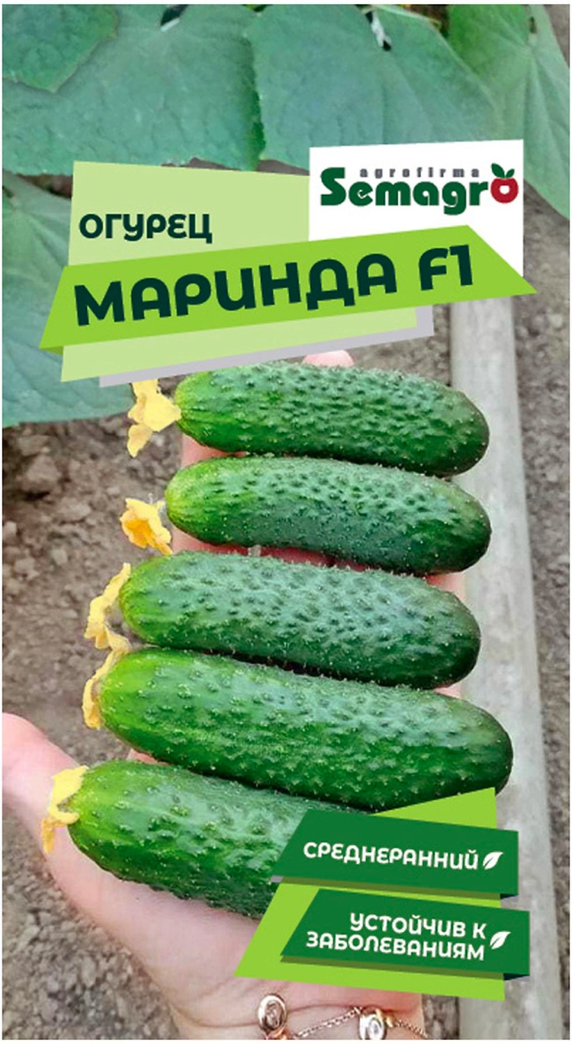Семена огурца SEMINIS МАРИНДА F1
