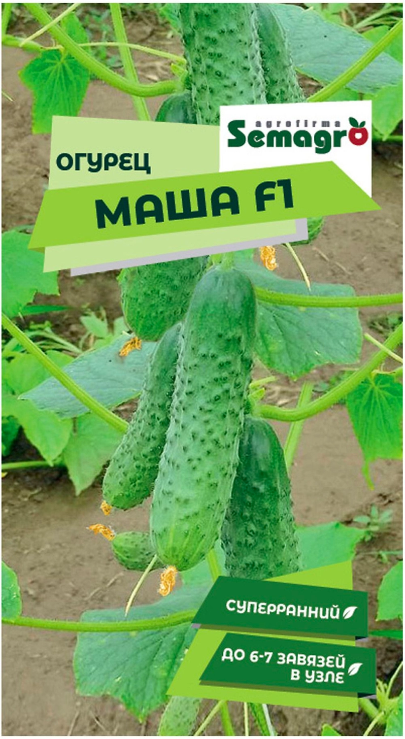 Семена огурца SEMINIS МАША F1