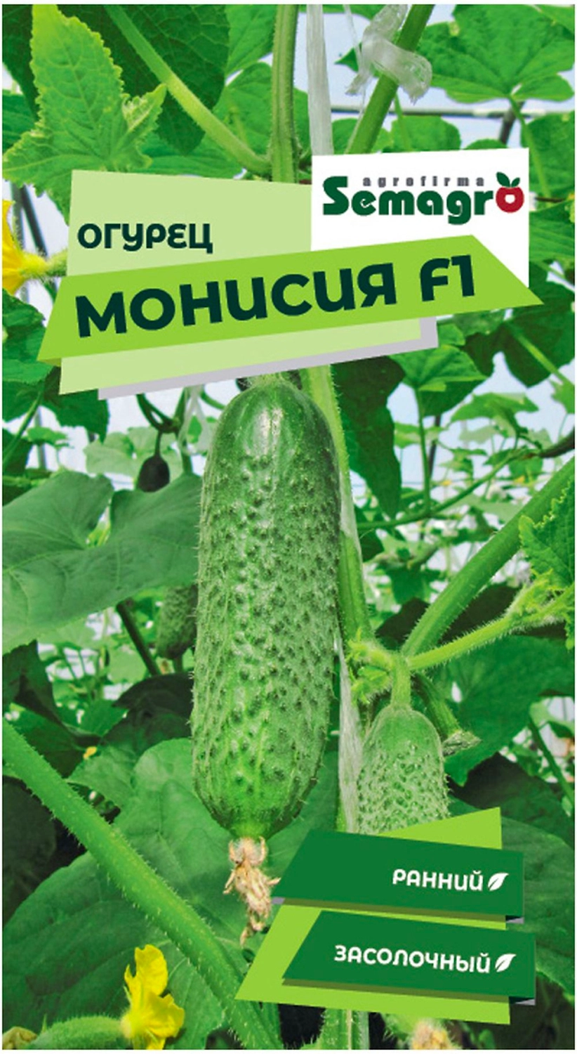 Семена огурца SEMINIS МОНИСИЯ F1