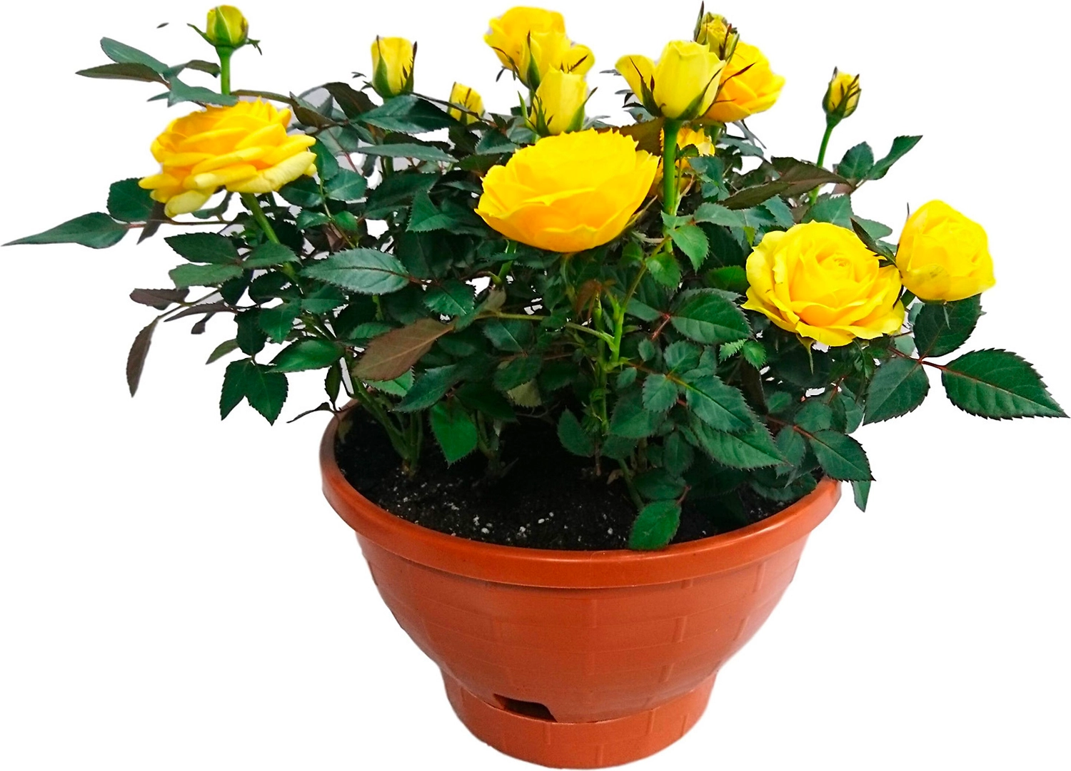 Растение  Роза Кордана   микс D22