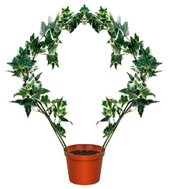 Искусственное растение хедера зеленая 40 см в горшке