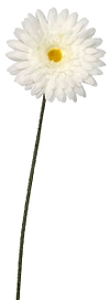 Искусственный цветок Гербера белая 60 см