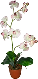 Искусственный цветок фаленопсис кремовый 80 см в горшке