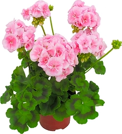 Растение Пеларгония зональная 35 см в ассортименте