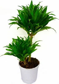 Растение Драцена Фрагранс Компакта 2 стебля 50 см