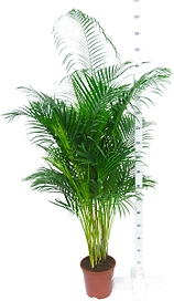 Растение Арека Хризалидокарпус 120 см
