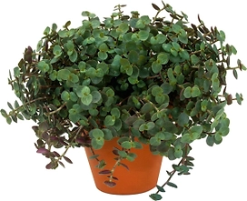 Растение Каллизия ползучая 25 см