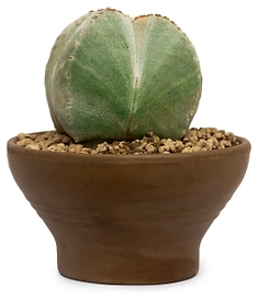 Растение Кактус микс 17 см в ассортименте