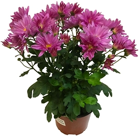 Растение Хризантема 30 см