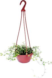 Растение Мюленбекия 30 см