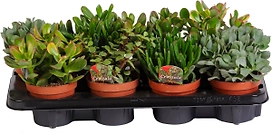 Растение Крассула 20 см в ассортименте