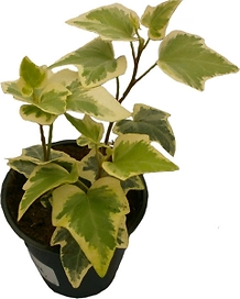 Растение Плющ 15 см