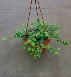 Растение Фикус Пумила 40 см