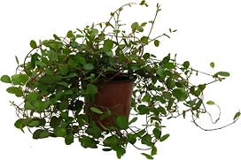 Растение Мюленбекия 15 см