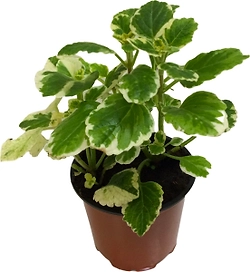 Растение Плектрантус Шпороцветник 15 см