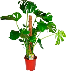 Растение Монстера деликатесная 80 см