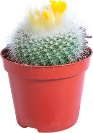 Растение Кактус Мамиллярия 10 см D8,5 см в ассортименте