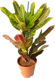 Растение Кодиеум Эксцеллент 70 см