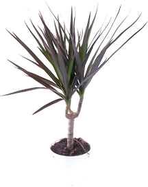 Растение Драцена Маргината 40 см