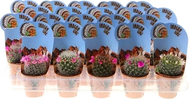 Растение Кактус Индиан лайн 14 см в ассортименте