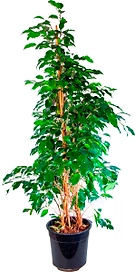 Растение Фикус Бенджамина Даниэль 150 см