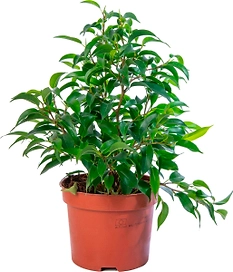 Растение Фикус Бенджамина Наташа 30 см D12 см
