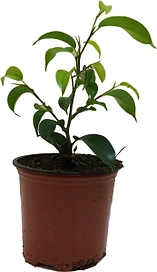 Растение Фикус Бенджамина 15 см