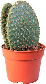 Растение Кактус 45 см в ассортименте