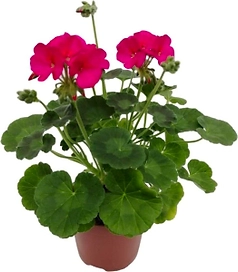 Растение Пеларгония зональная 10,5 см
