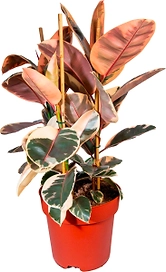 Растение Фикус каучуконосный Белиз 80 см