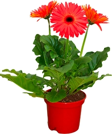 Растение  Гербера микс D15 H35