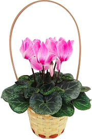 Растение  Цикламен ЖивойБукеткорзина D15 H 50