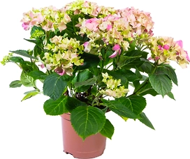 Растения  Гортензия макроф.   микс  D 15 H 30