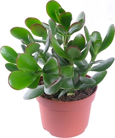 Растение Крассула Овата 50 см D17 см