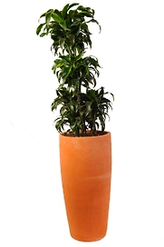 Растение Драцена Фрагранс Компакта Сюрприз 150 см