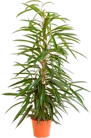 Растение Фикус Биннедика Али 110 см