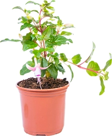 Растение Фуксия 20 см