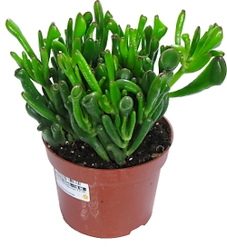 Растение Крассула Хорнтри 25 см