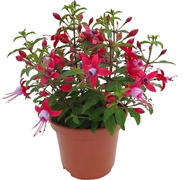 Растение Фуксия 35 см
